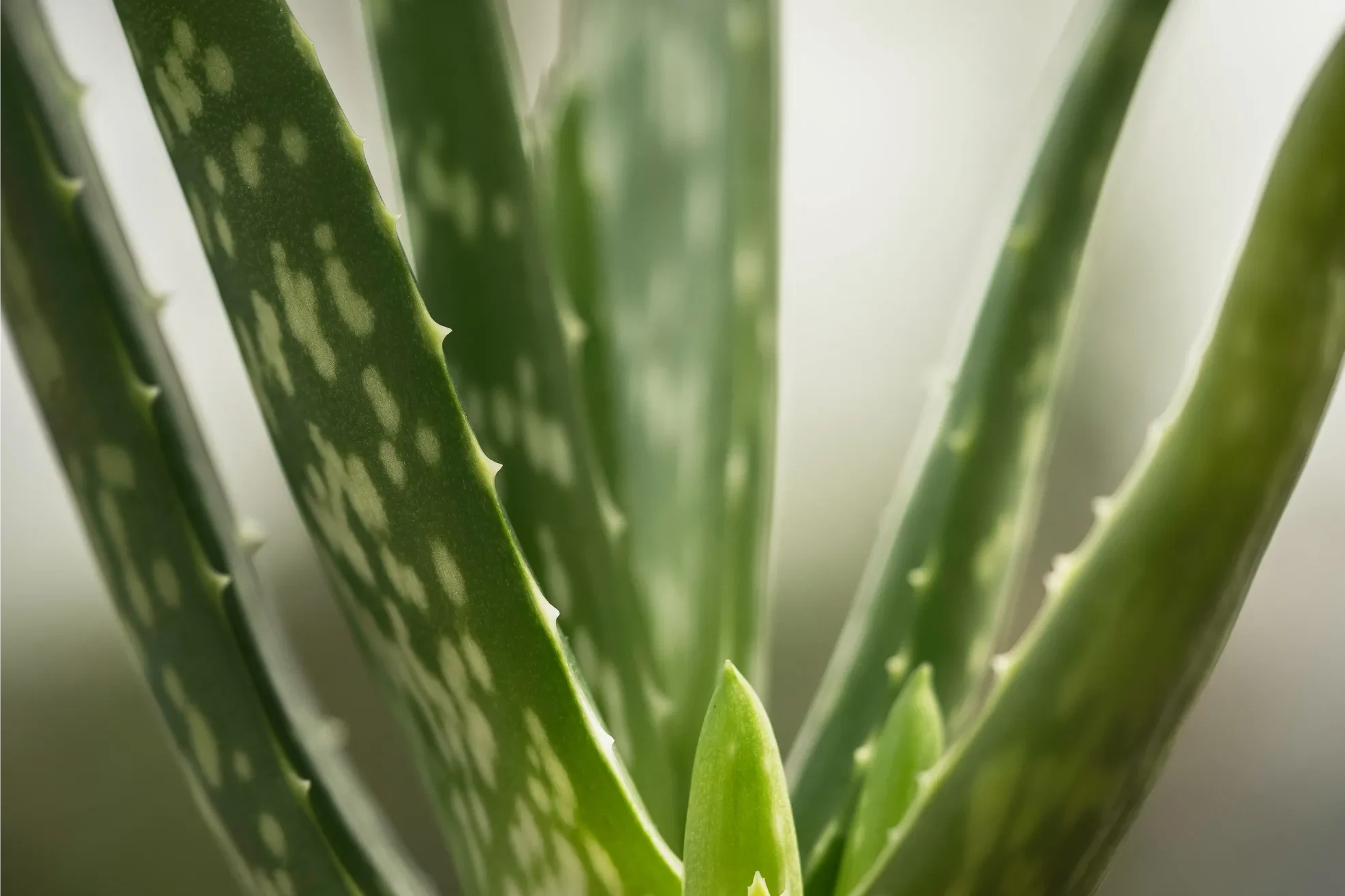 Aloe vera yaprağı ve şeffaf aloe jeli