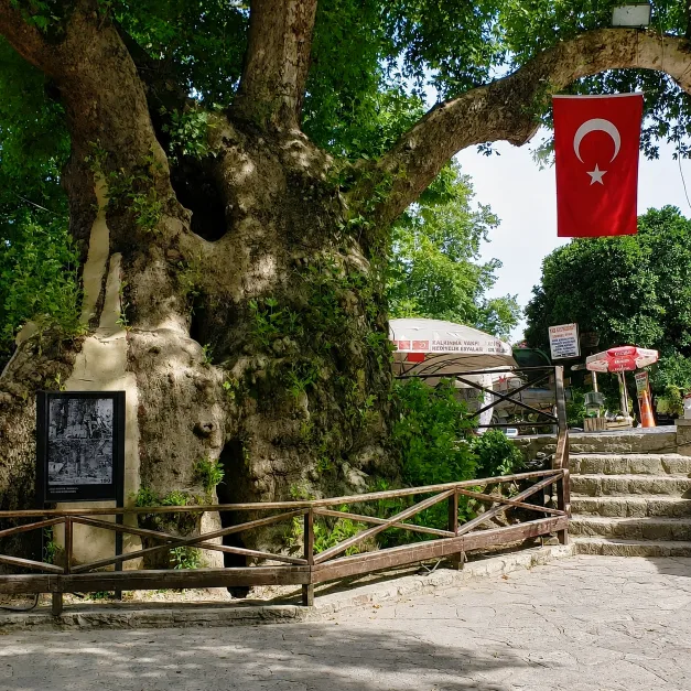 Hıdırbey Musa Ağacı, Samandağ, Hatay