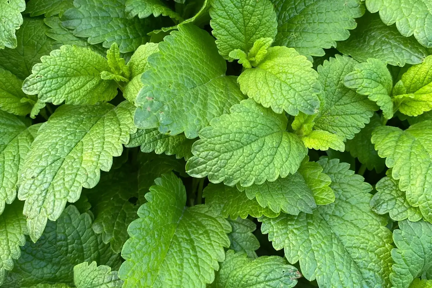 Yeşil melisa yaprakları ve bir bardak melisa çayı
