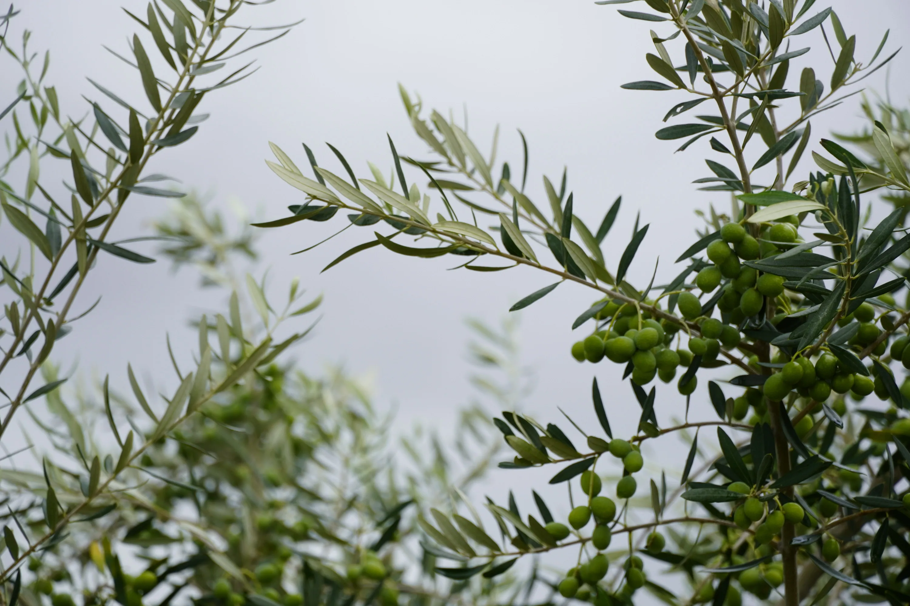 Kurutulmuş zeytin yaprakları ve bir bardak zeytin yaprağı çayı